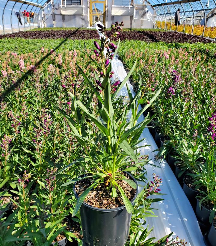Penstemon barbatus Pristine Lilac Purple