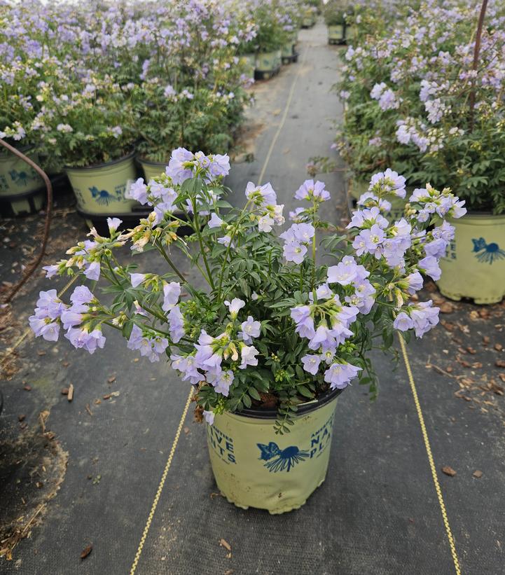 Polemonium reptans 