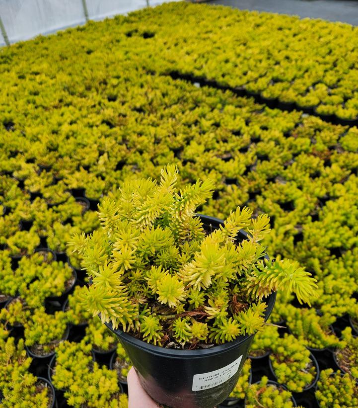 Sedum rupestre 'Prima Angelina'