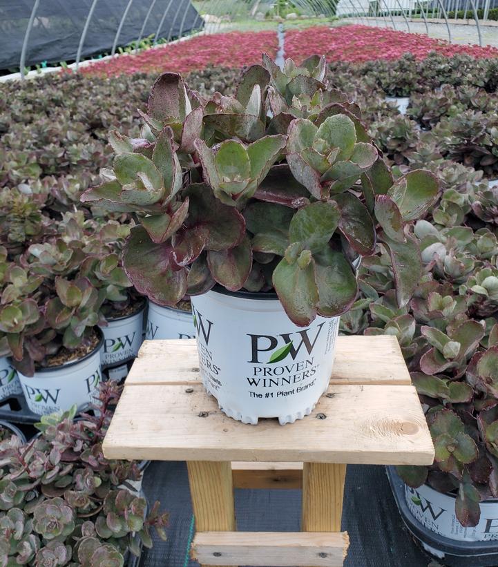 Sedum x Rock 'N Grow® 'Back in Black'