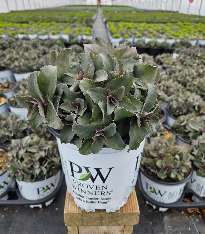 Sedum x Rock 'N Grow® 'Coraljade'