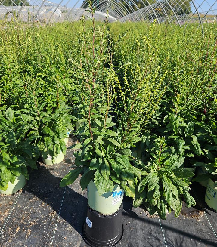 Solidago bicolor 