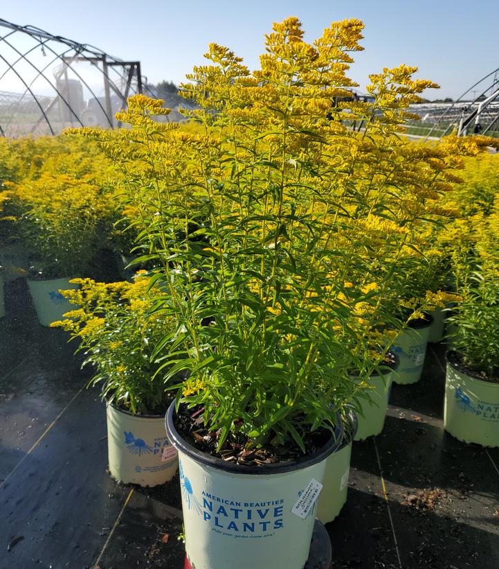 Solidago odora 