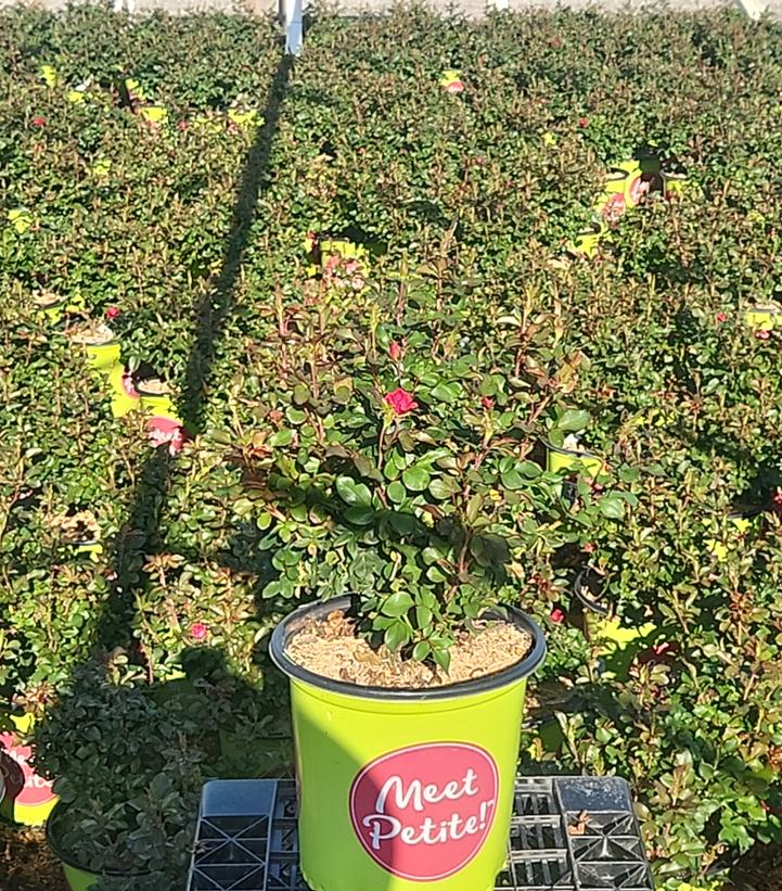 Rosa Petite Knock Out®