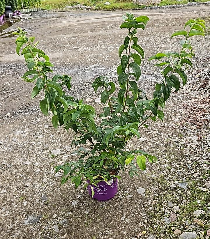 Heptacodium miconioides Tianshan® Seven-son flower