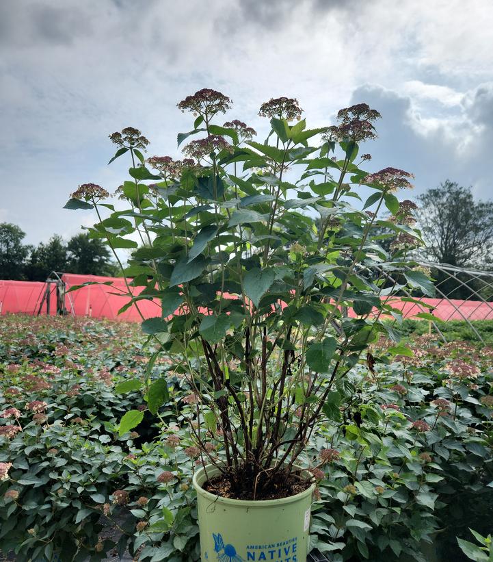Hydrangea arborescens Pinky Pollen Ring™
