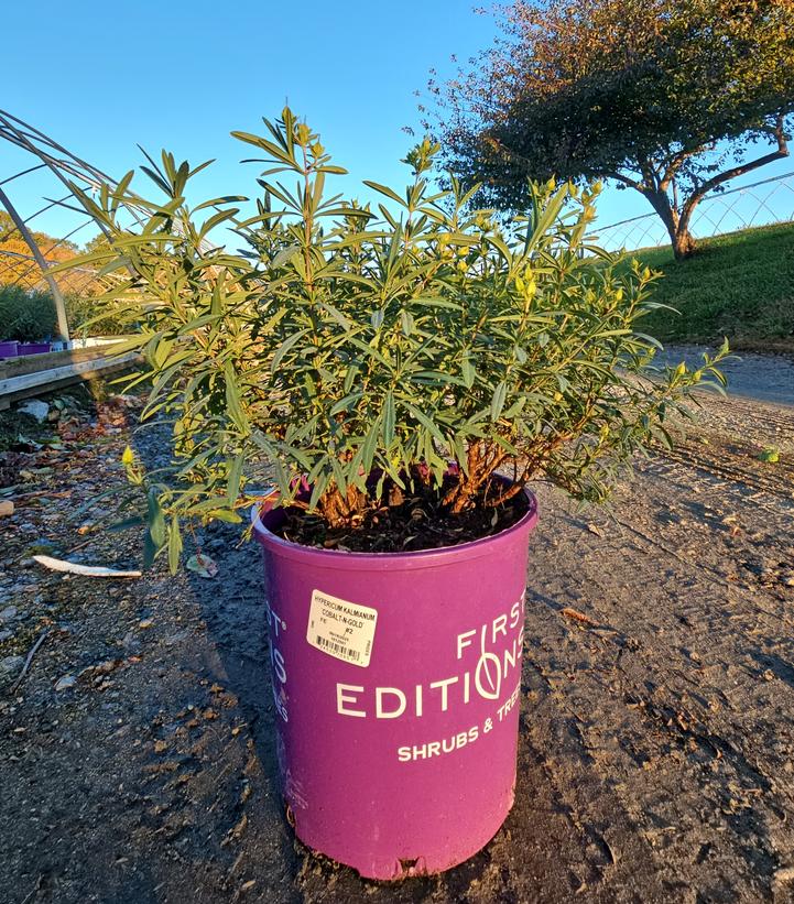 Hypericum kalmianum Cobalt-n-Gold™