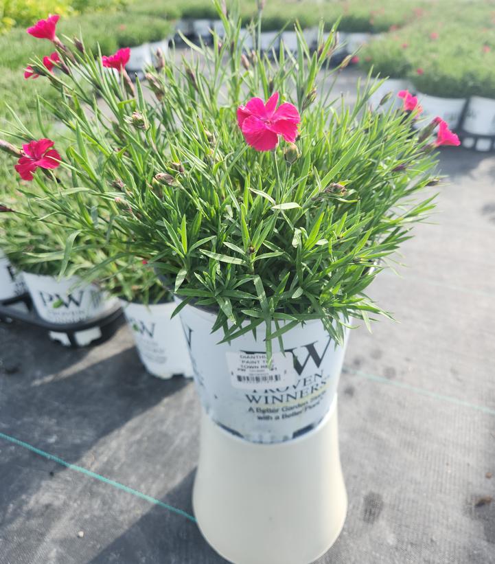 Dianthus hybrid 'Paint the Town Red'