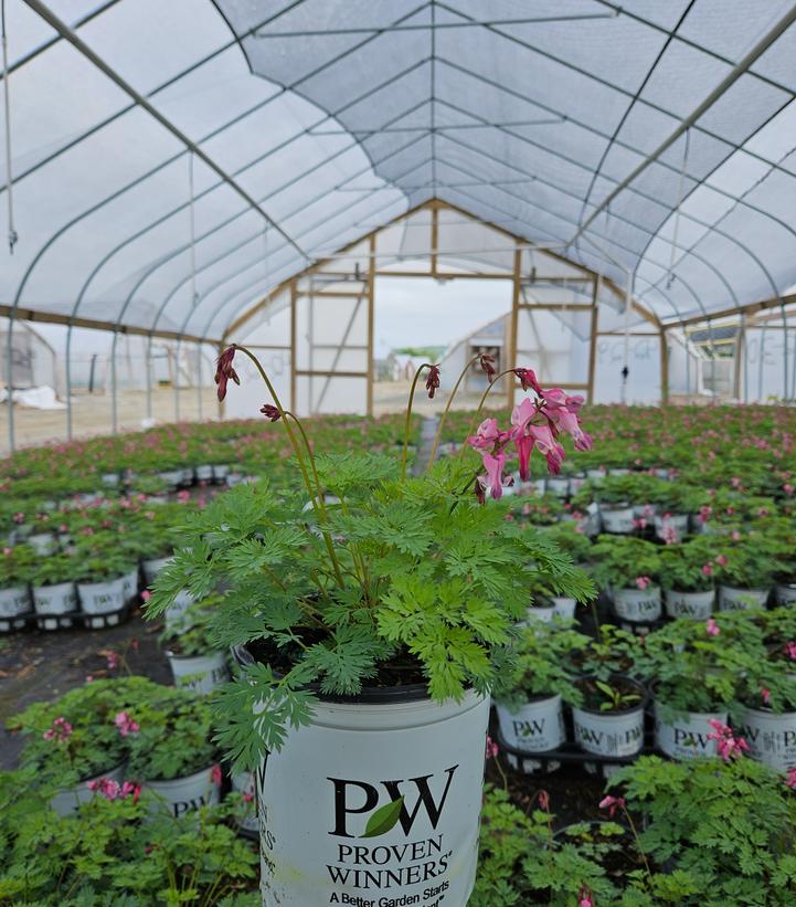 Dicentra x 'Pink Diamonds'
