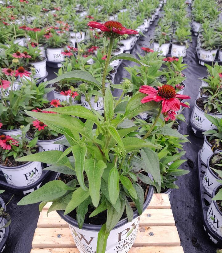 Echinacea x Color Coded® Frankly Scarlet
