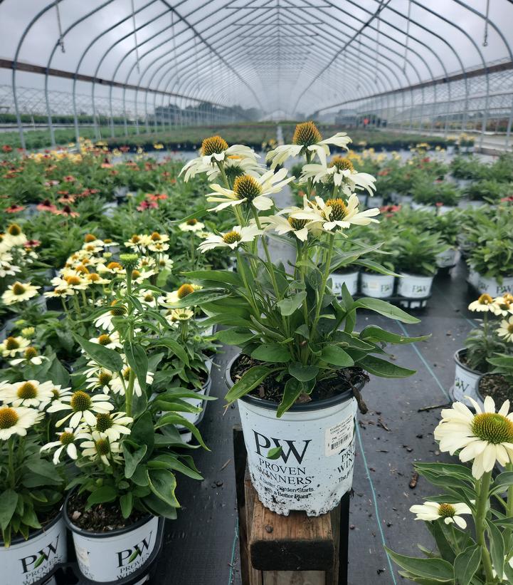 Echinacea x Color Coded® The Price is White