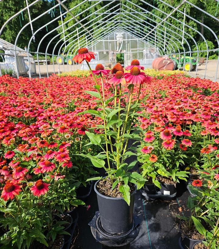 Echinacea purpurea Eye-Catcher™ Tanager