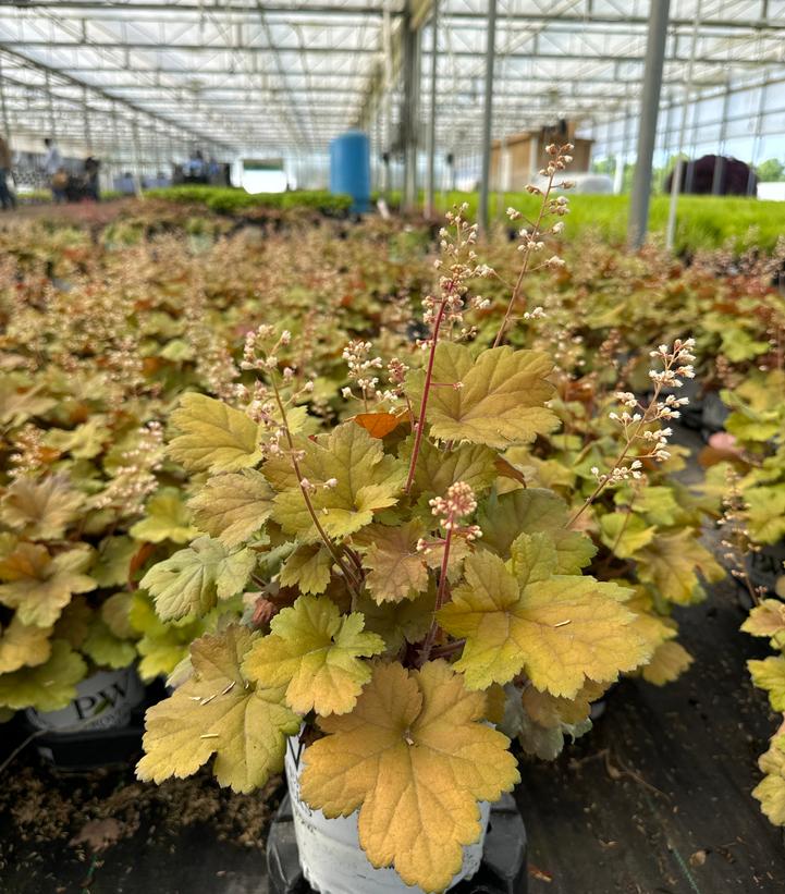 Heuchera hybrid Dolce® 'Toffee Tart'