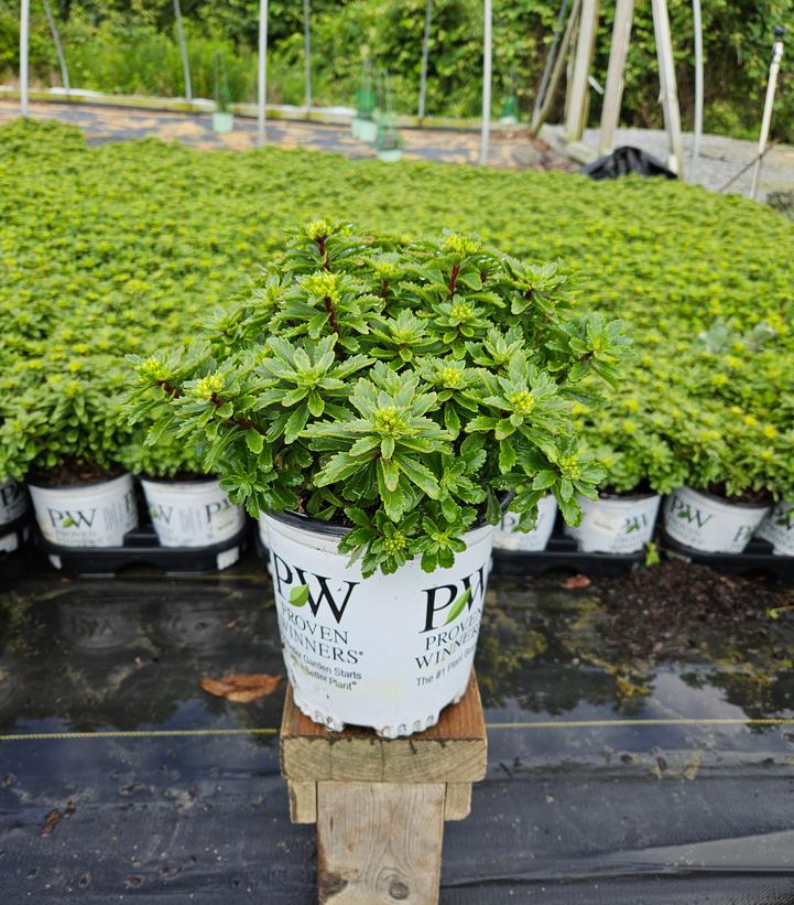 Sedum x Rock 'N Round™ 'Bright Idea'