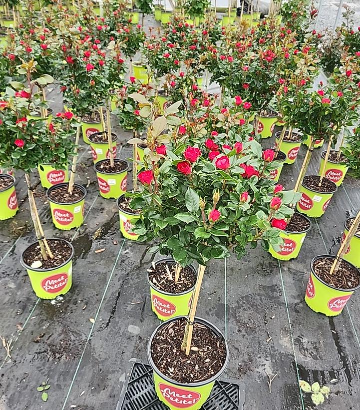 Rosa Petite Knock Out®