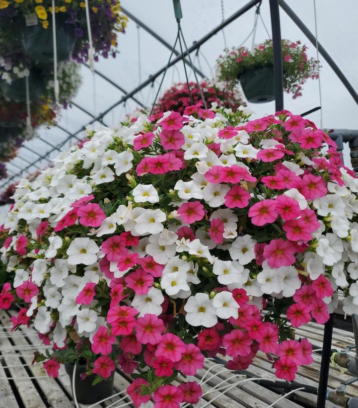 Calibrachoa Million Bells®