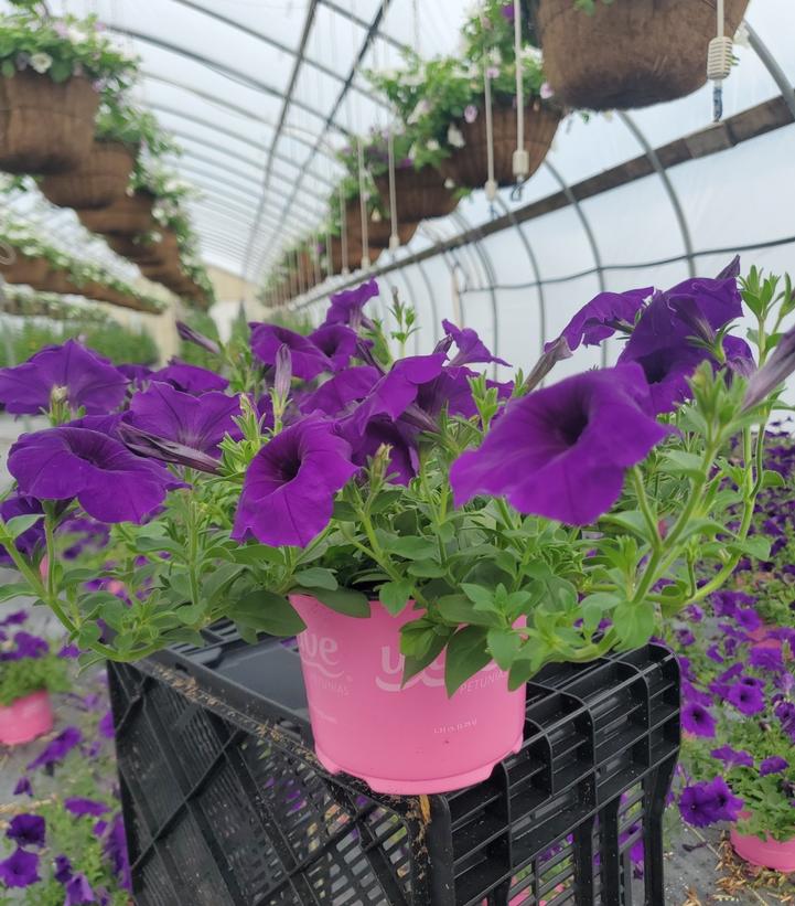 Petunia Wave®