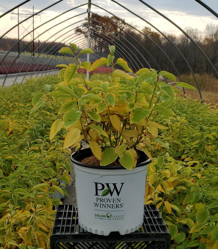 Cornus stolonifera Arctic Fire® Yellow