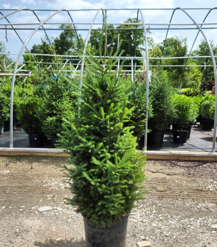 Picea glauca 'Montrose Charm'