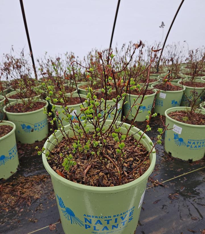 Spiraea alba var. latifolia 