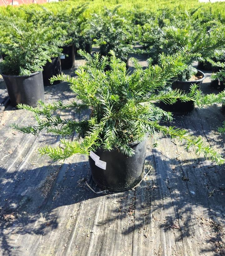 Taxus baccata 'Repandens'