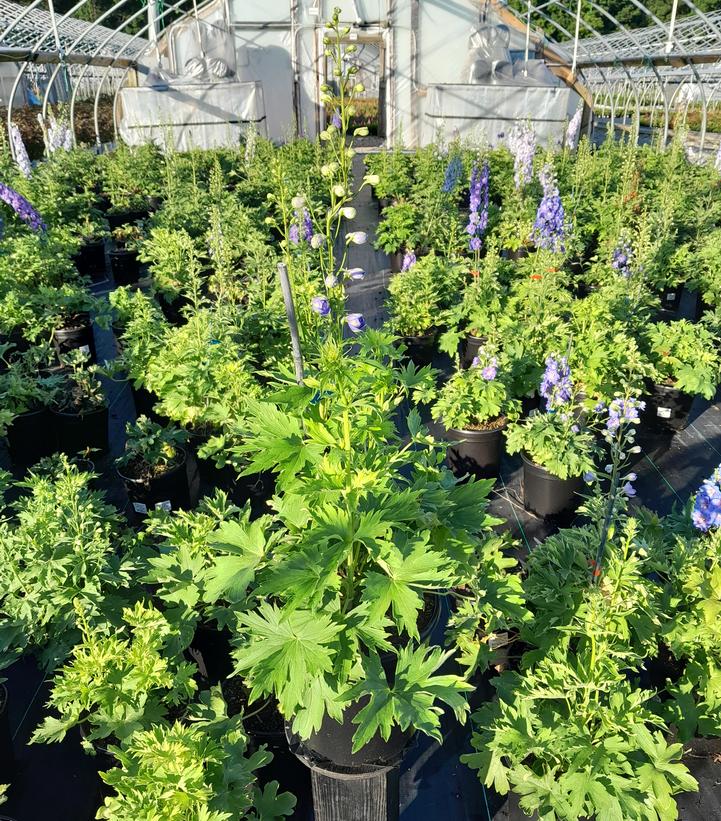 Delphinium x 'Cobalt Dreams'