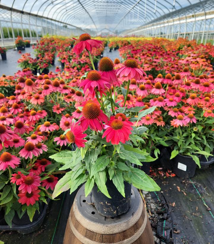 Echinacea x Artisan™ Red Ombre