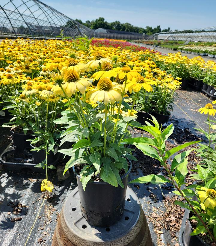 Echinacea x Sombrero® Lemon Yellow Improved