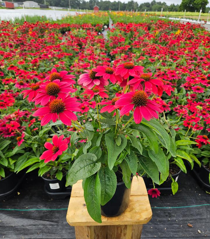 Echinacea x Sombrero® Tres Amigos