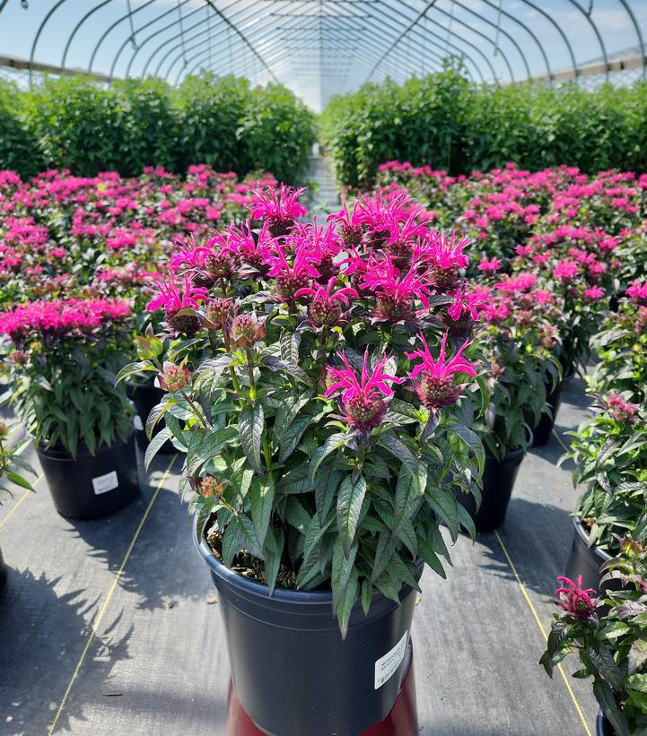 Monarda Sugar Buzz® 'Berry Taffy'