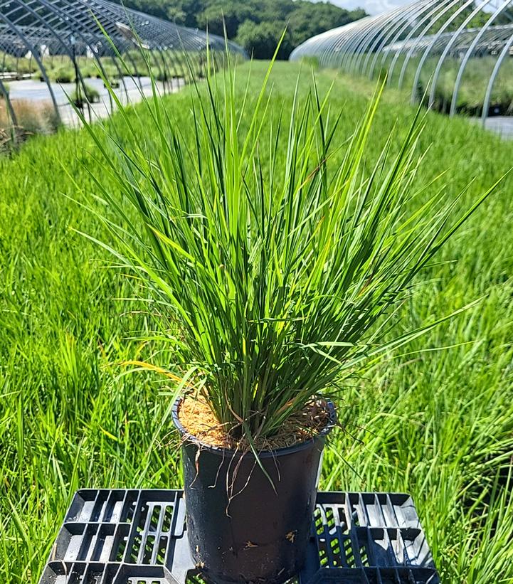 Schizachyrium scoparium 