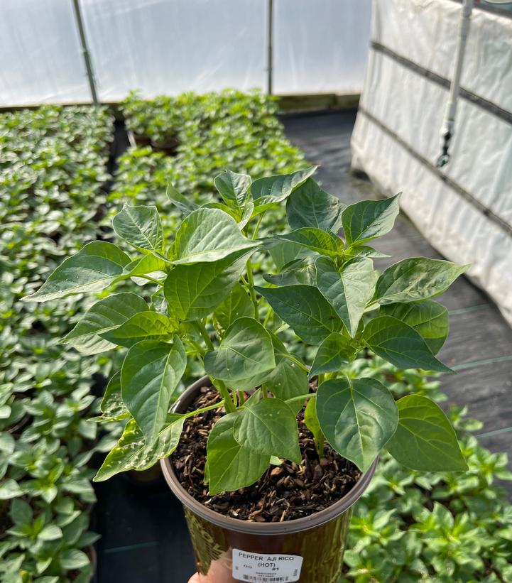 Pepper 'Aji Rico' (Hot)