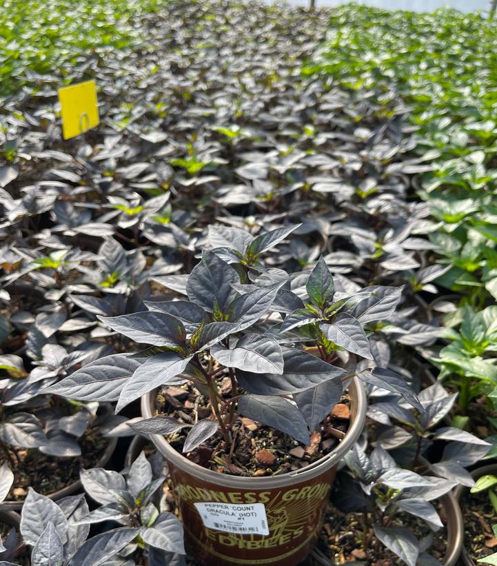 Pepper 'Count Dracula' (Hot)
