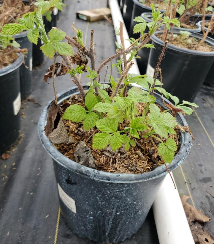 Rubus idaeus 'Meeker'