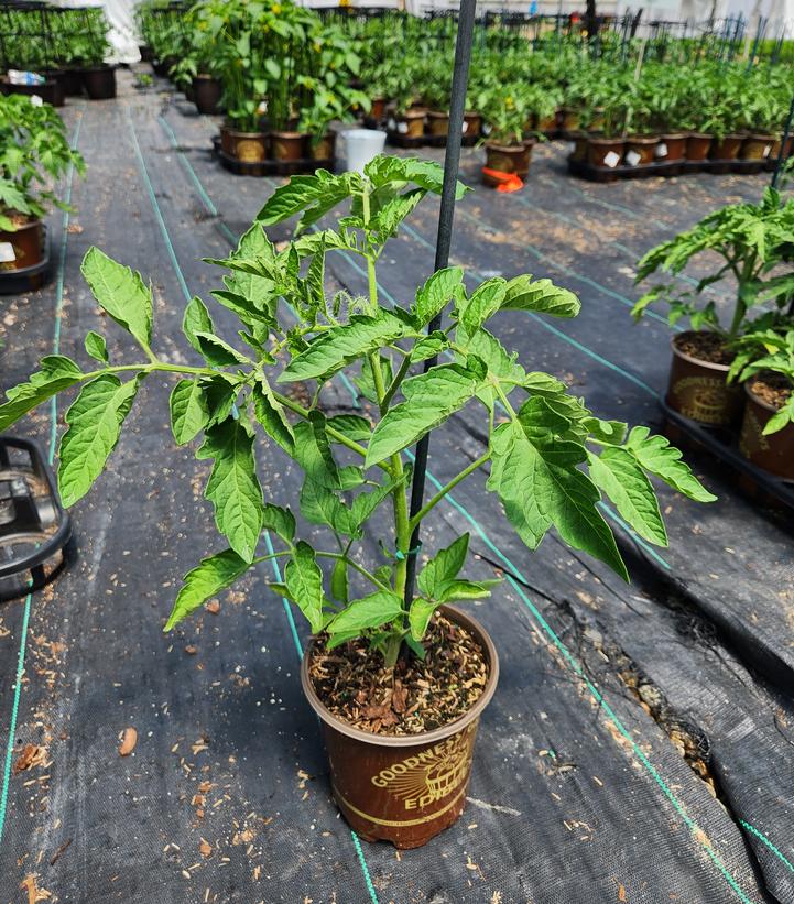 Tomato 'Invincible'