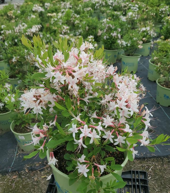 Rhododendron atlanticum 