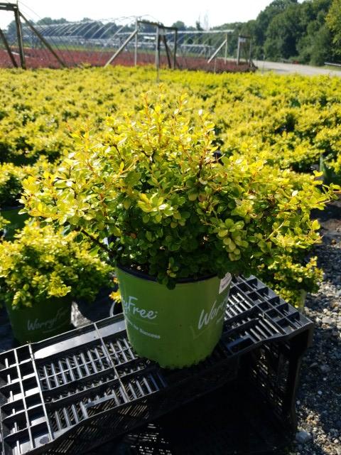 Berberis thunbergii WorryFree® Lemon Cutie®