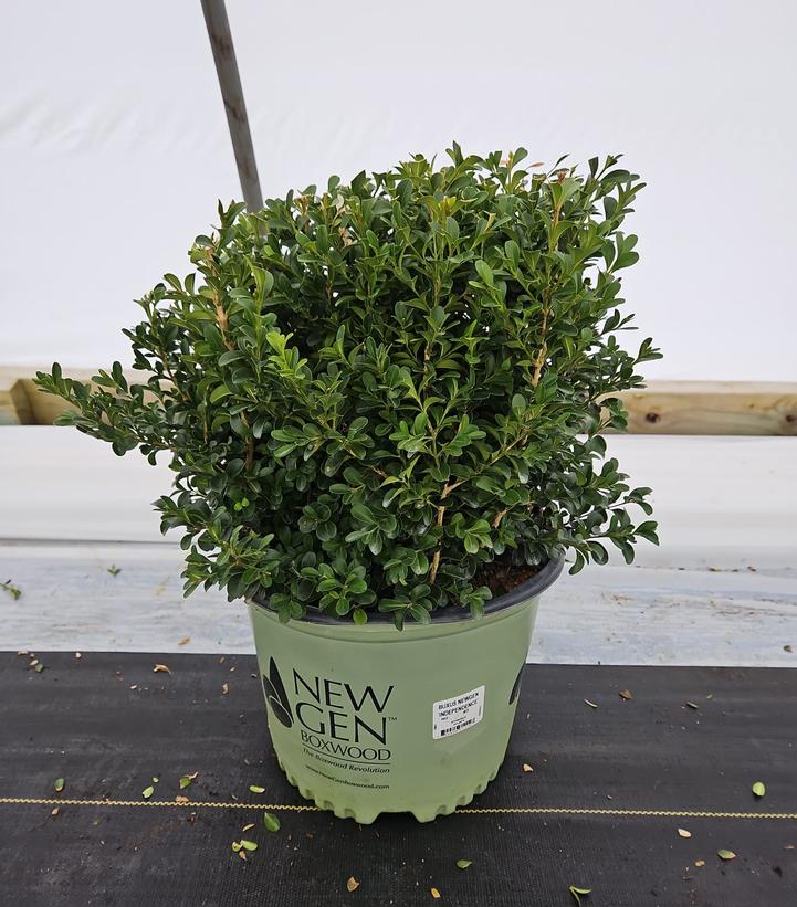 Buxus NewGen Independence®