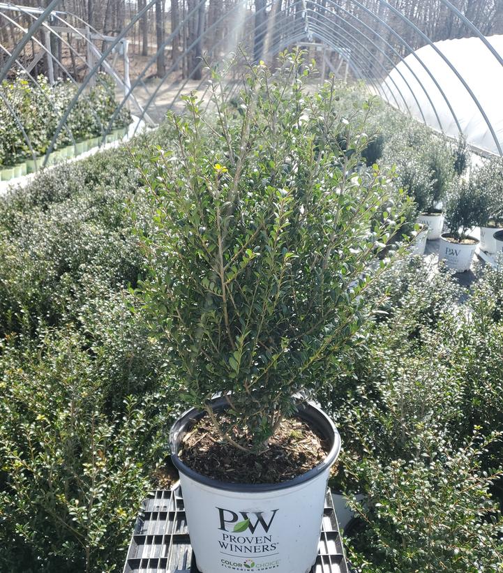 Ilex crenata Patti O Box®