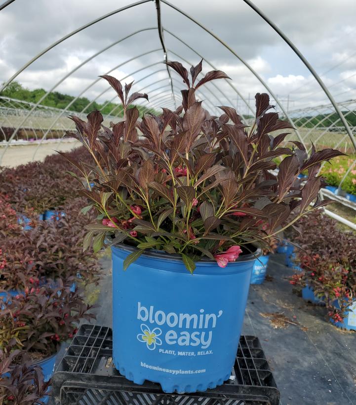 Weigela x Electric Love®
