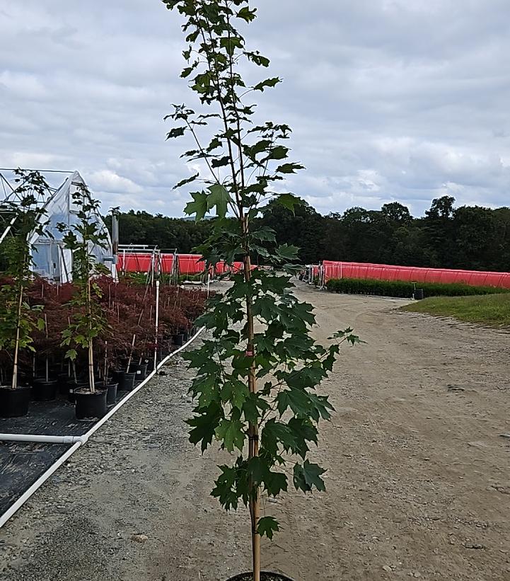 Acer saccharum Super Sweet