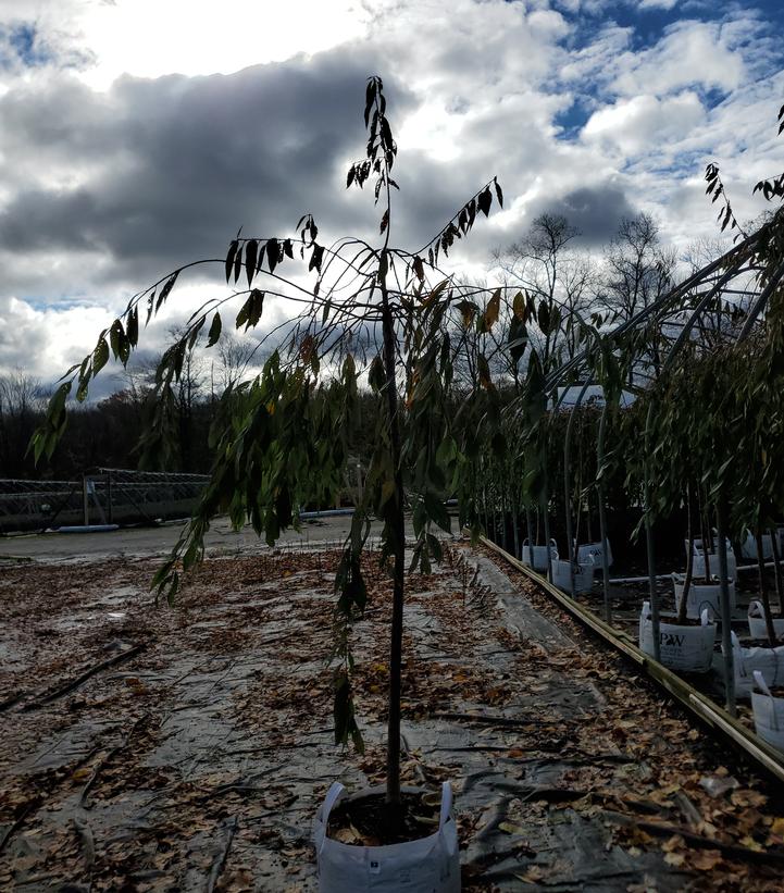 Prunus x Pink Snow Showers™