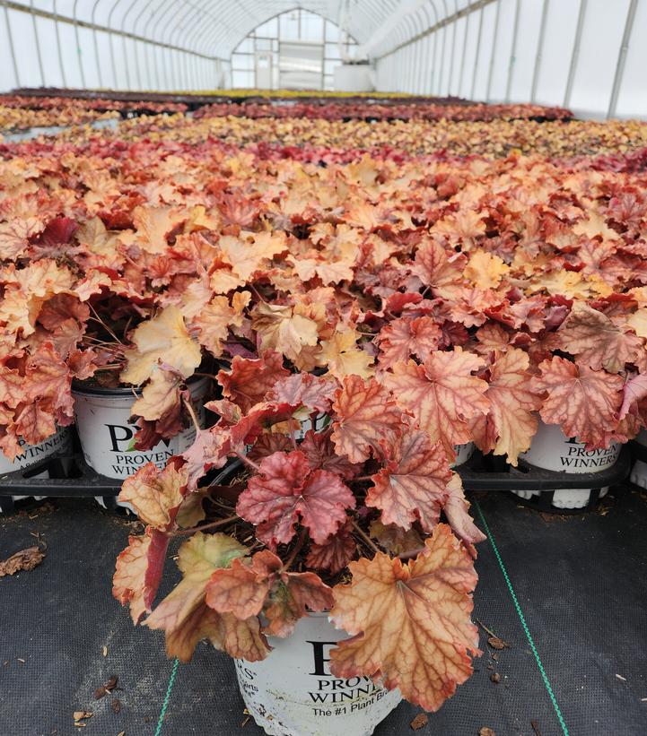 Heuchera hybrid Primo™ 'Peachberry Ice'