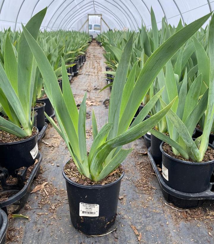 Iris germanica 'City Lights'