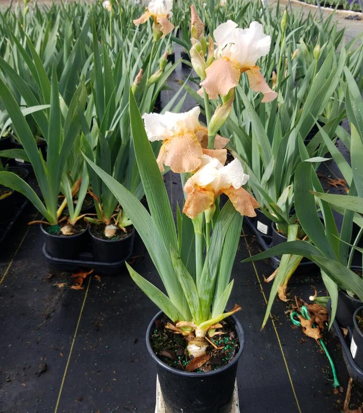 Iris germanica 'Invitation'