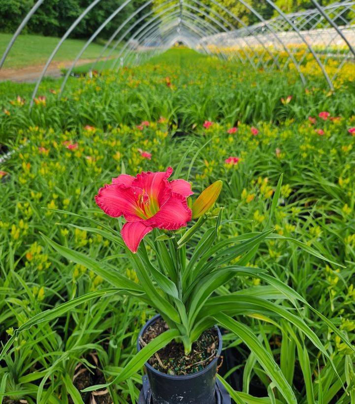 Hemerocallis Passionate Returns
