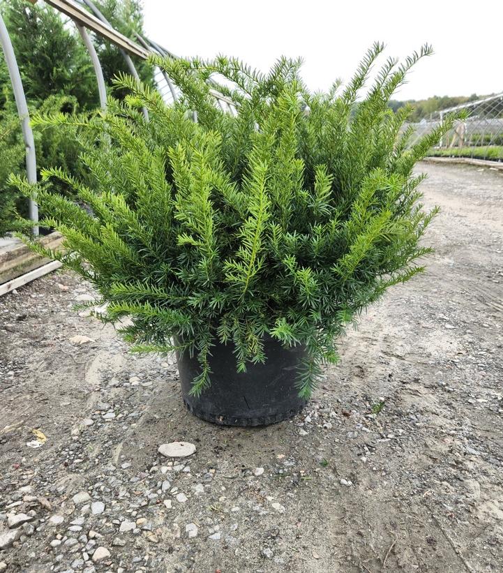 Taxus cuspidata Densiformis
