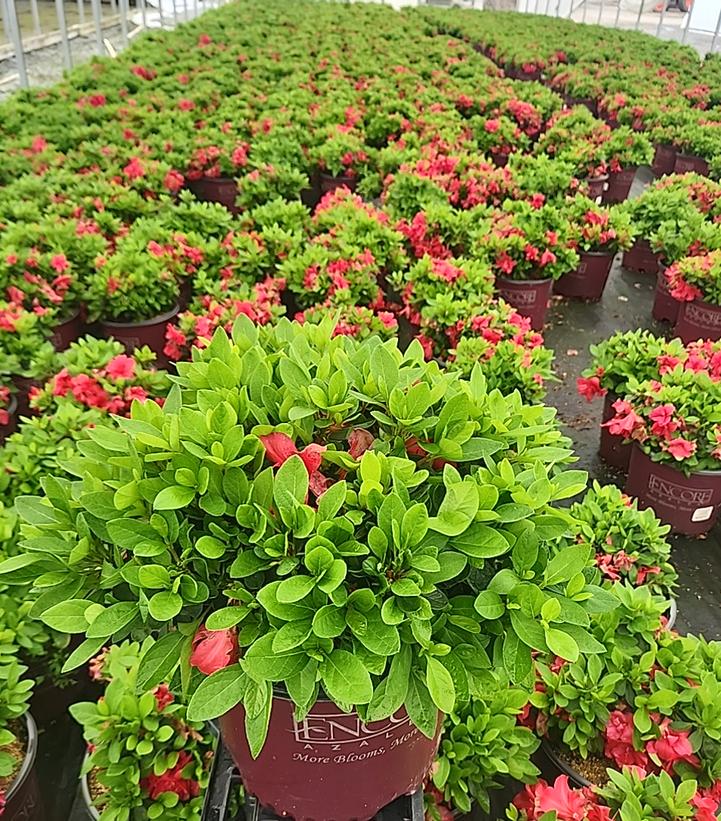 Azalea Encore® Autumn Bonfire®
