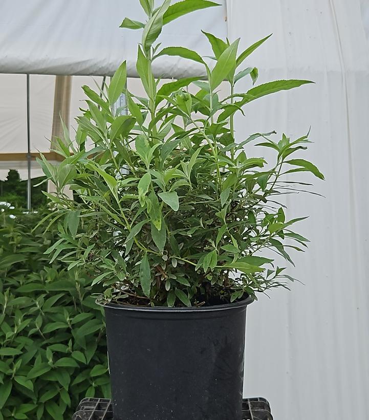 Buddleia davidii 'Pink Cascade'