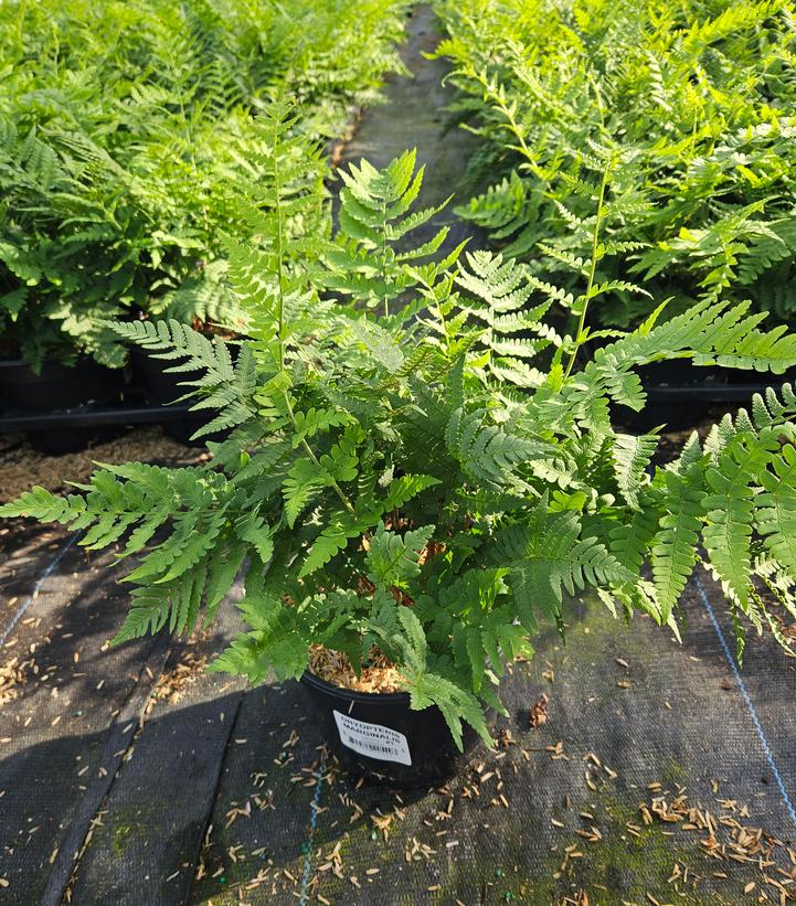 Dryopteris marginalis 